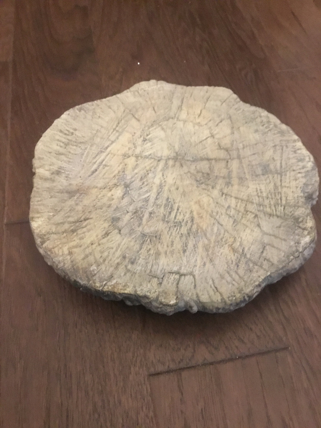 12"X2" CEMENT TREE SLICE RISER - Shop House Market