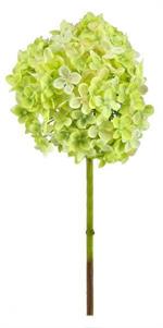 Light Green Hydrangea